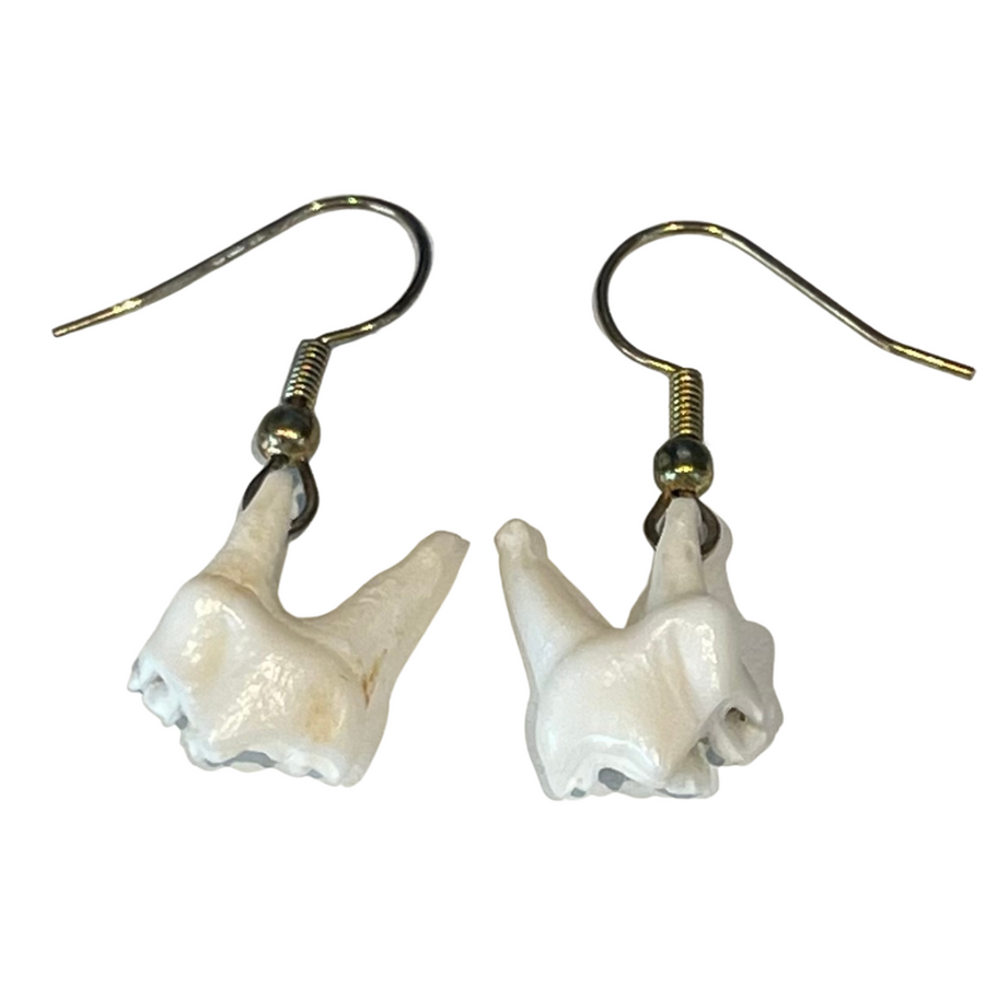 Small Deer Teeth Earrings